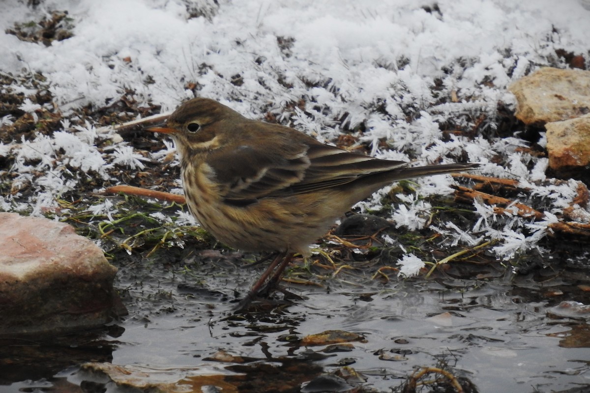 American Pipit - Ben Ginter