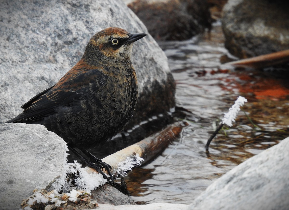 Rusty Blackbird - Ben Ginter