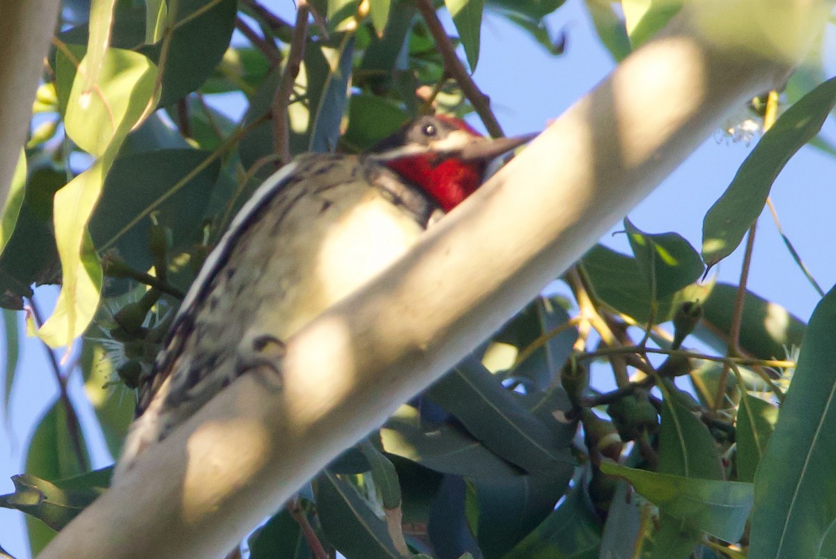 Yellow-bellied/Red-naped Sapsucker - ML610756134