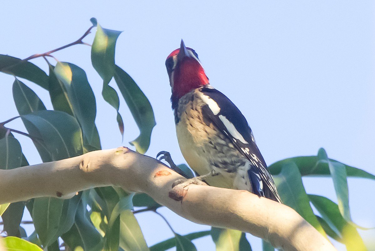 Yellow-bellied/Red-naped Sapsucker - ML610756137