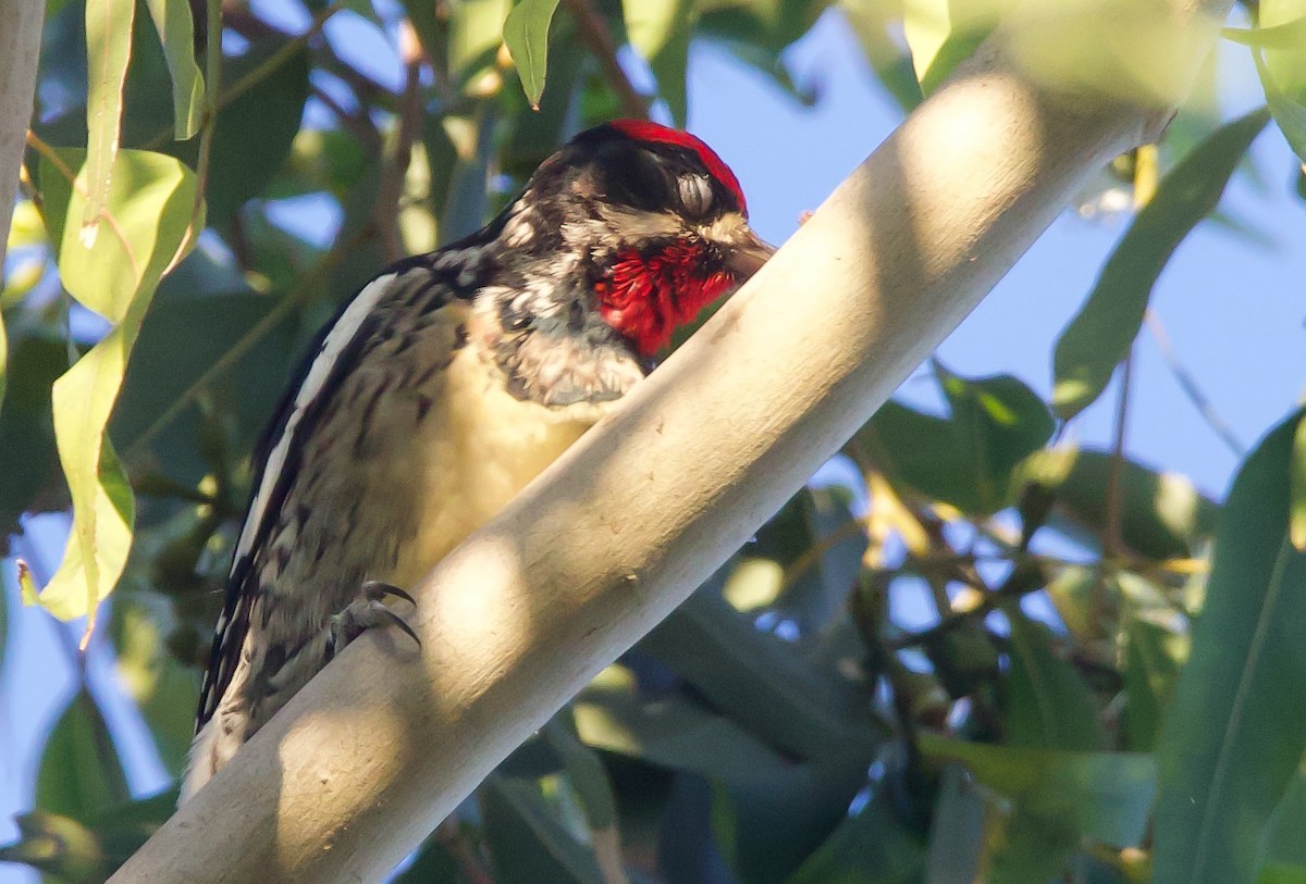 Yellow-bellied/Red-naped Sapsucker - Braxton Landsman