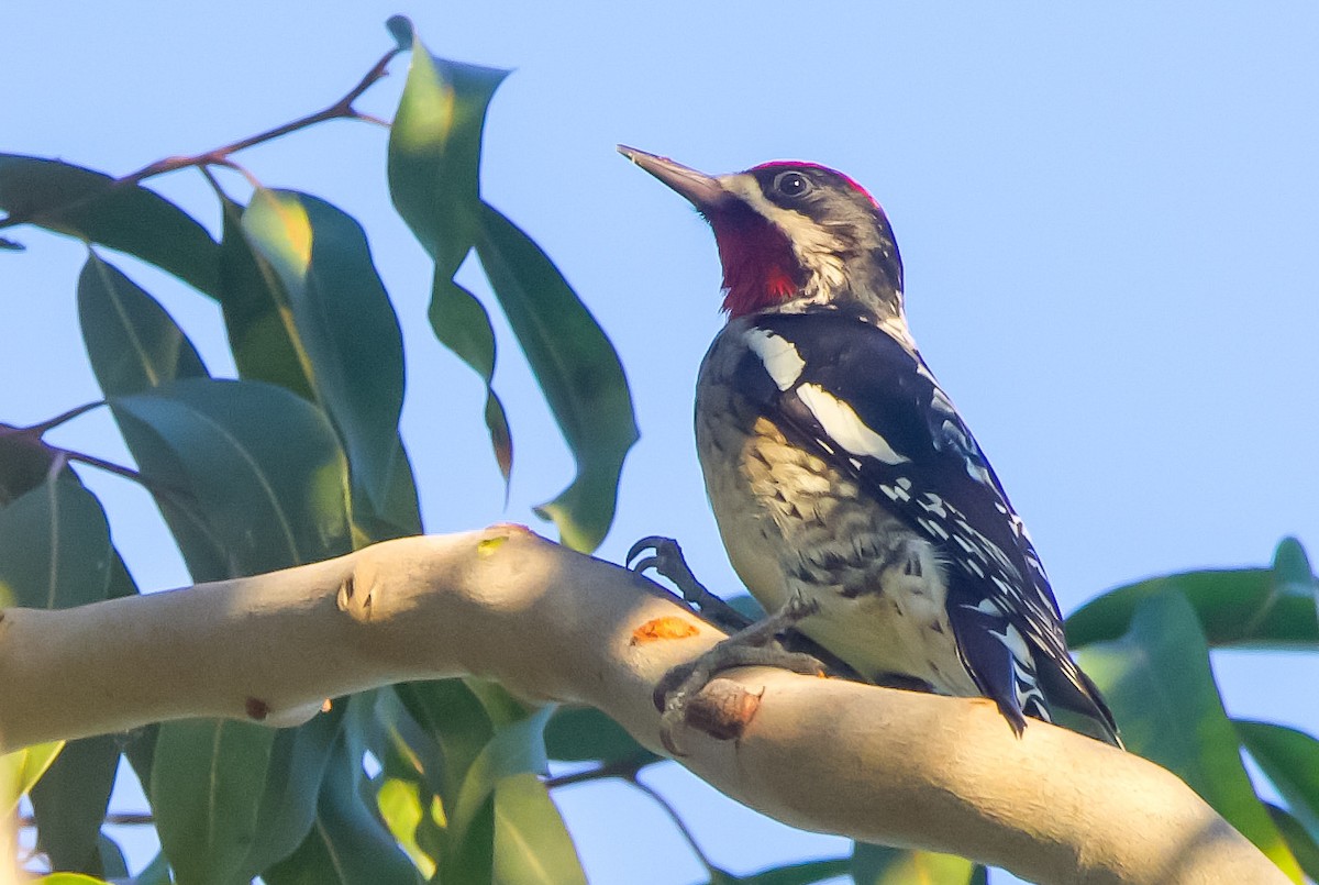 Yellow-bellied/Red-naped Sapsucker - ML610756139