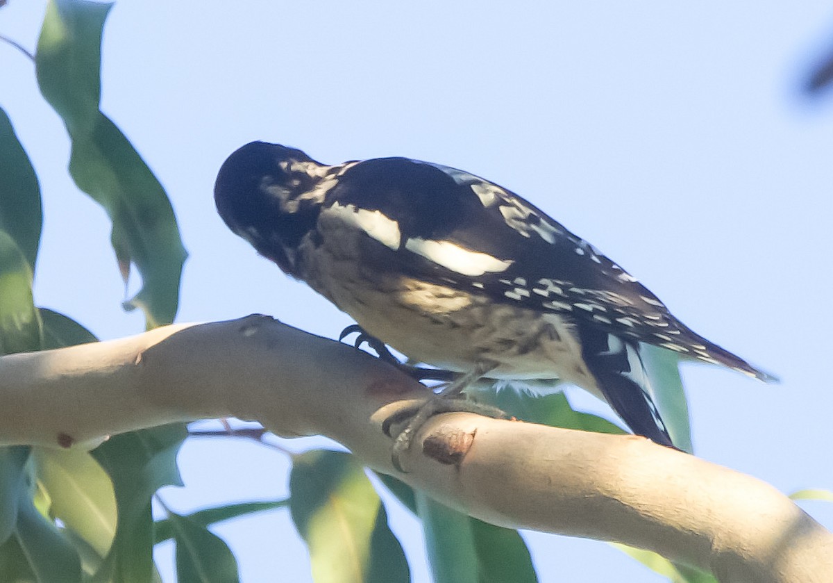 Yellow-bellied/Red-naped Sapsucker - ML610756142