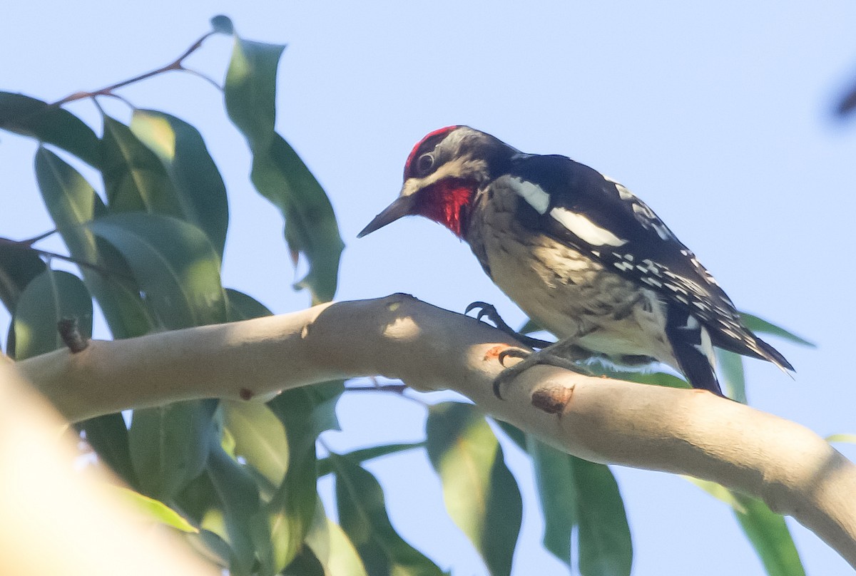 Yellow-bellied/Red-naped Sapsucker - ML610756143