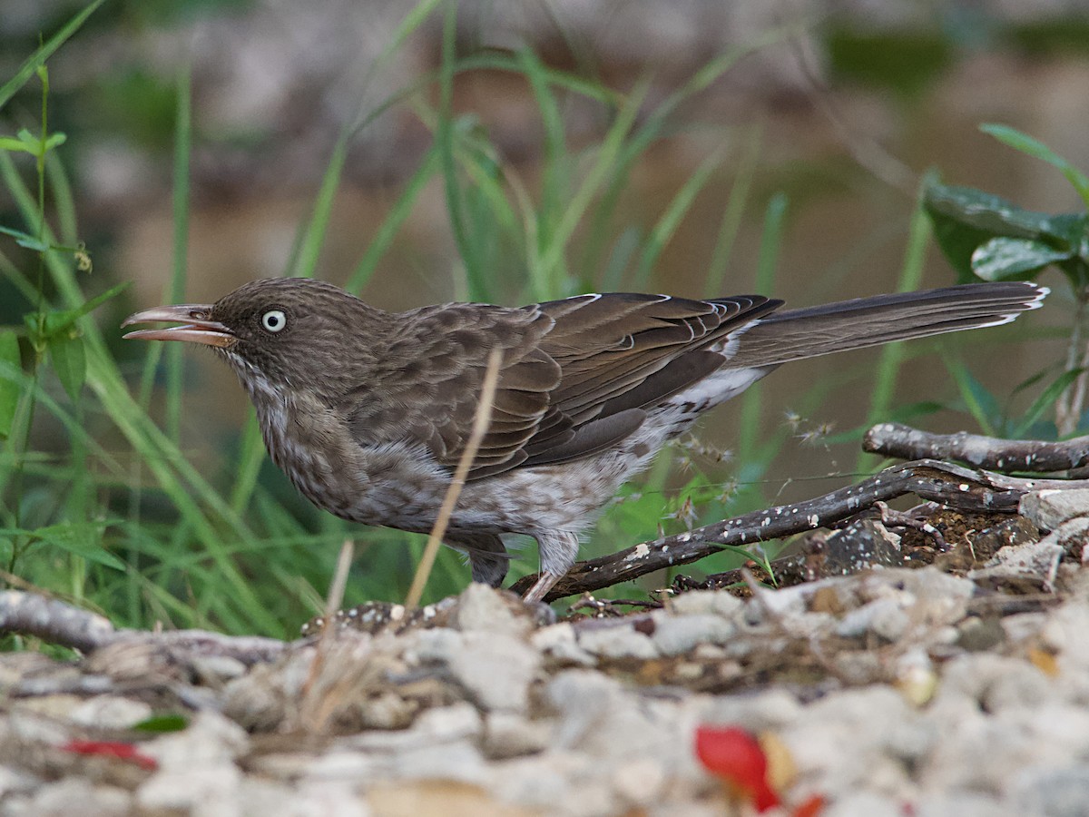 Pearly-eyed Thrasher - ML610756210