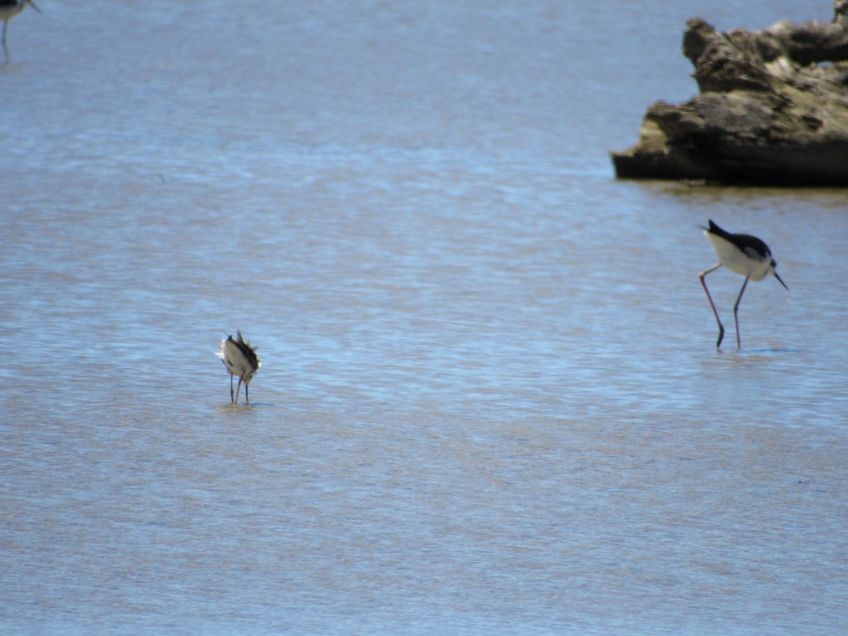 Black-necked Stilt - ML610756223