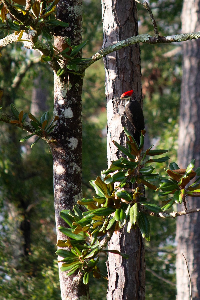 Pileated Woodpecker - Douglas Adkisson