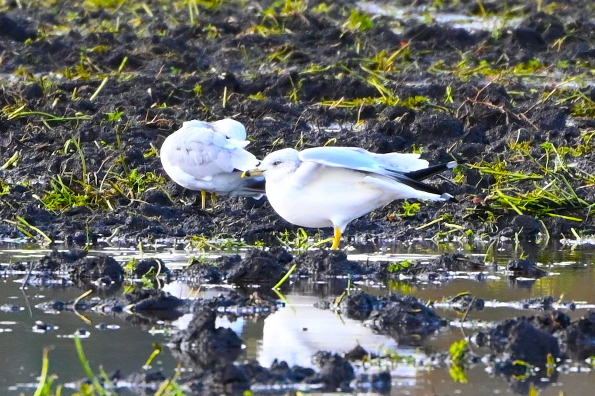 Ring-billed Gull - ML610756375