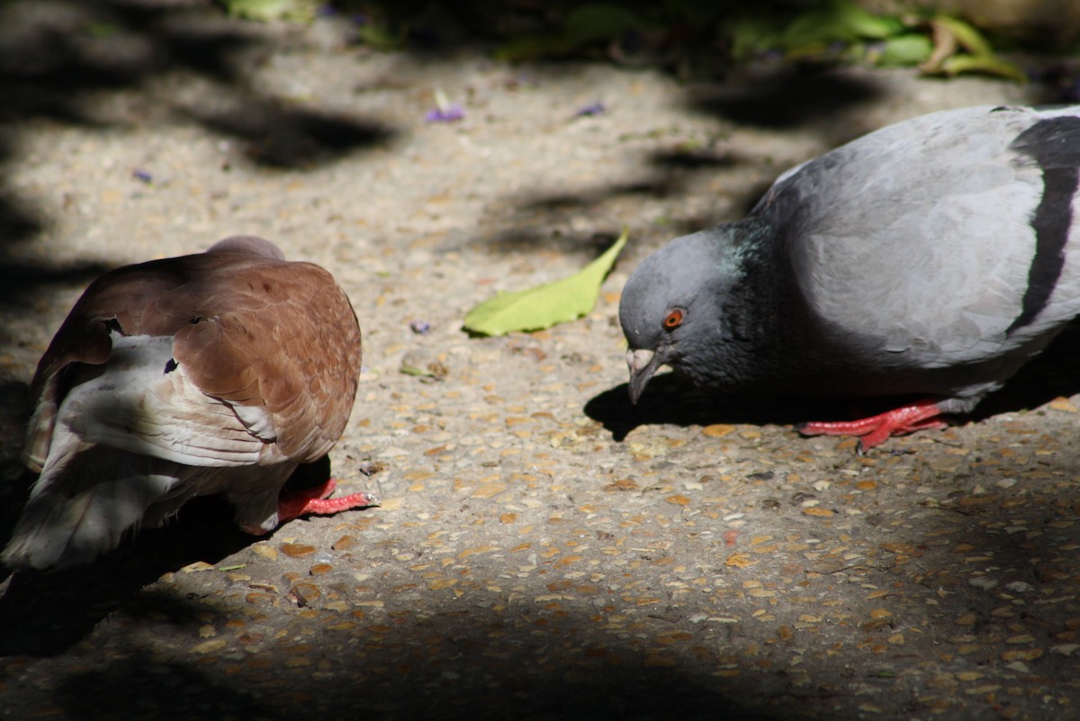 Rock Pigeon (Feral Pigeon) - ML610756413