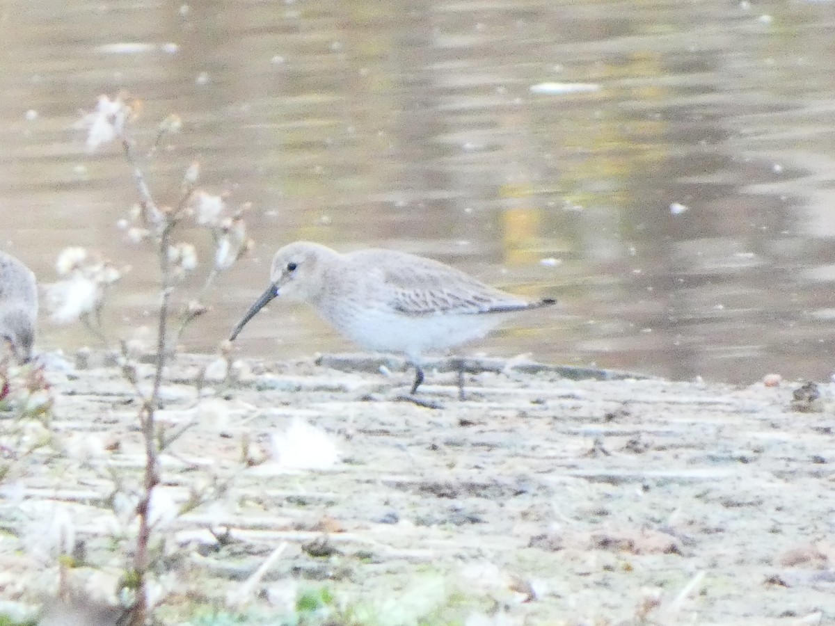 Dunlin - ML610756504