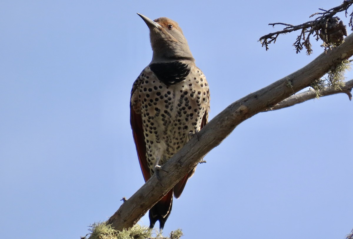 Northern Flicker - ML610756560