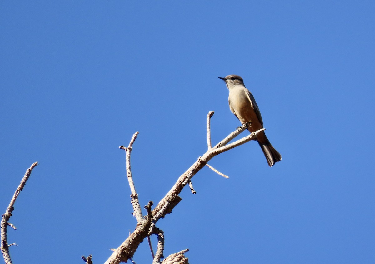 Say's Phoebe - ML610756570