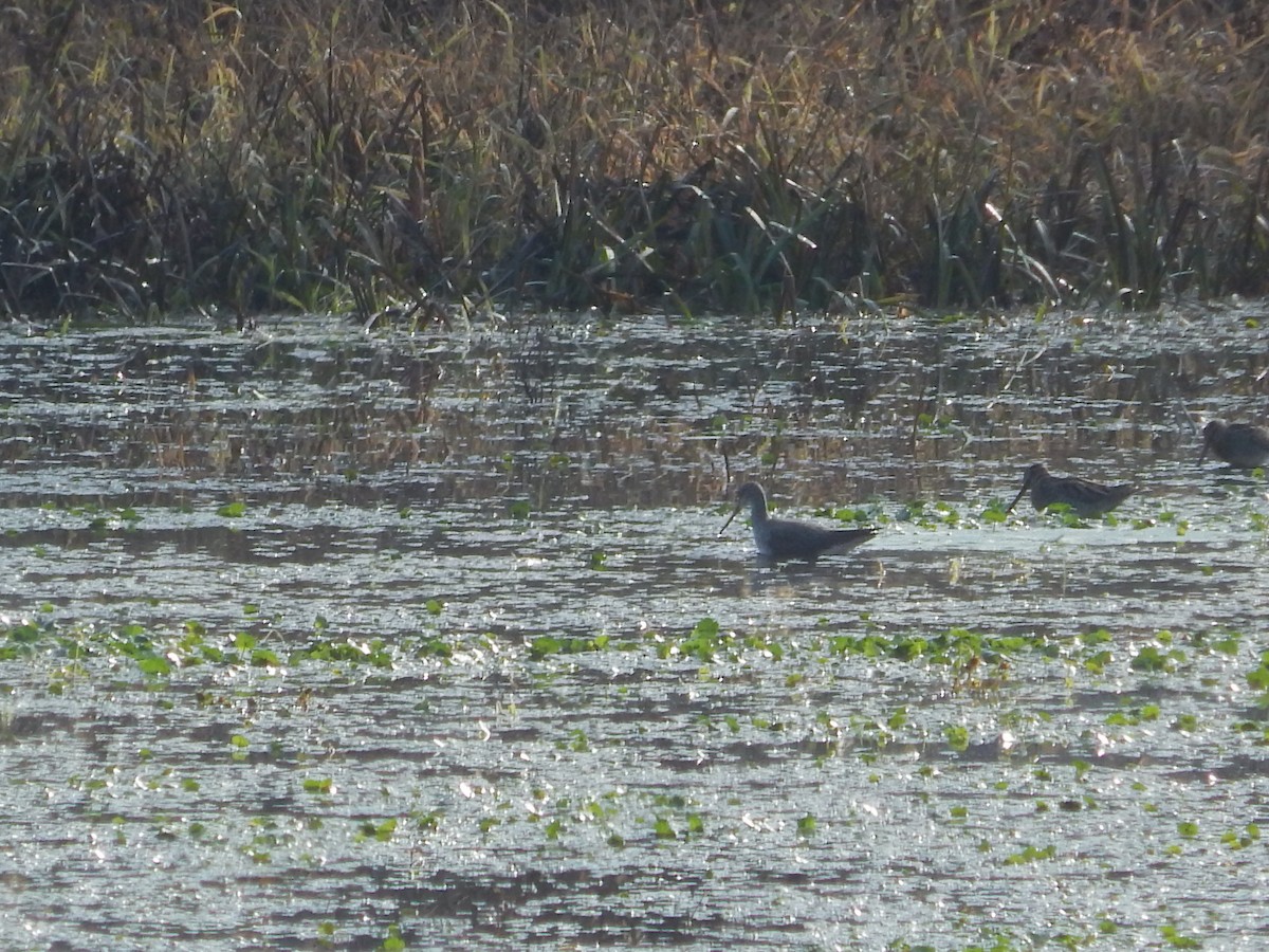 Greater Yellowlegs - ML610756571