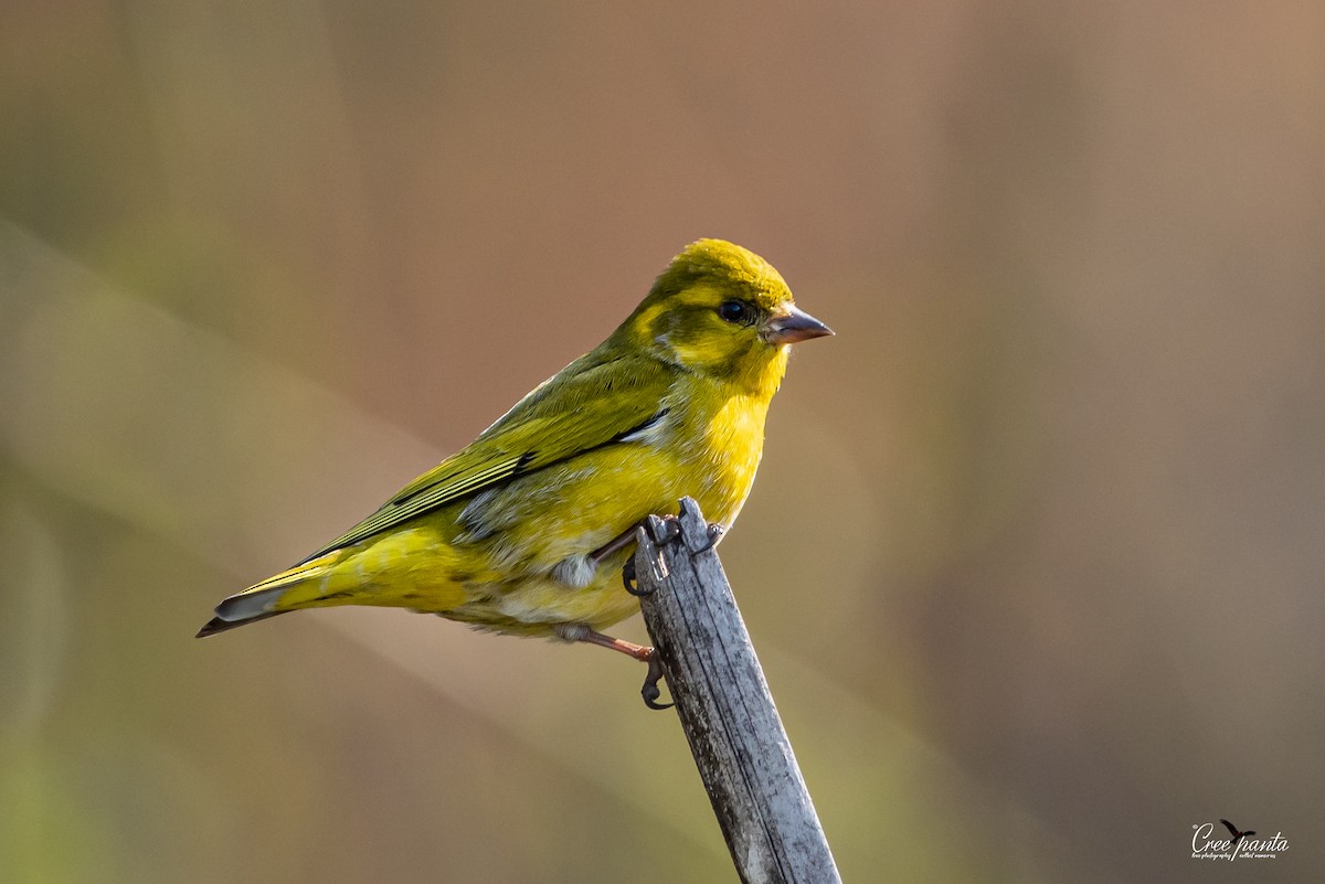 Tibetan Serin - ML610756586