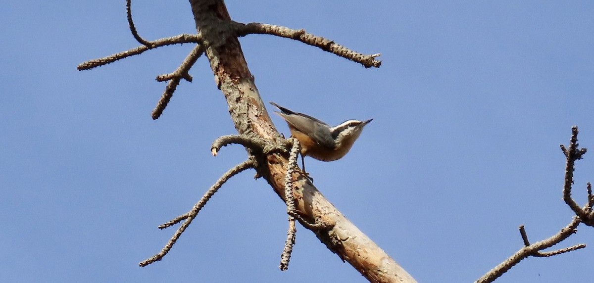 Red-breasted Nuthatch - ML610756600