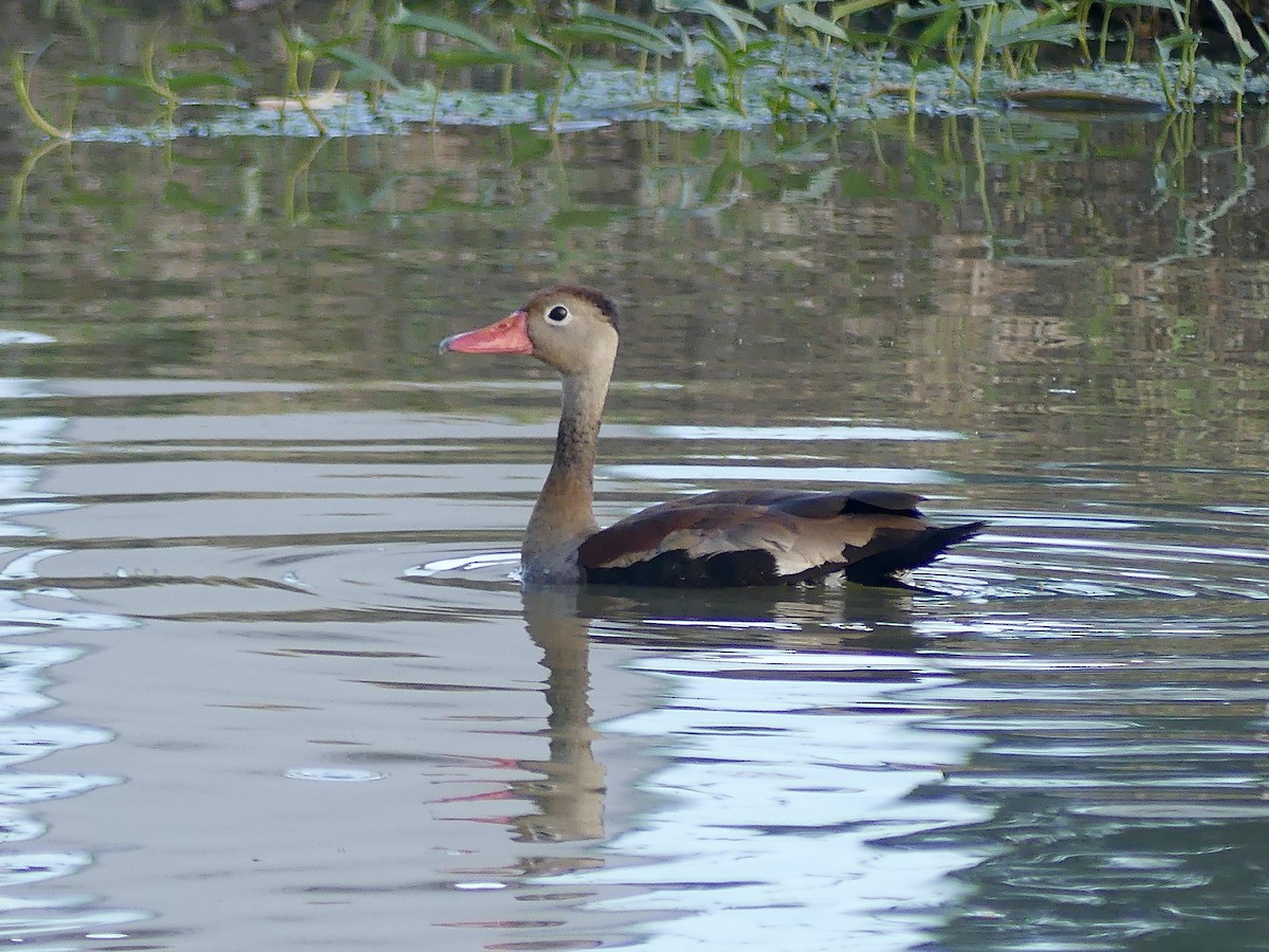 Black-bellied Whistling-Duck - ML610756641