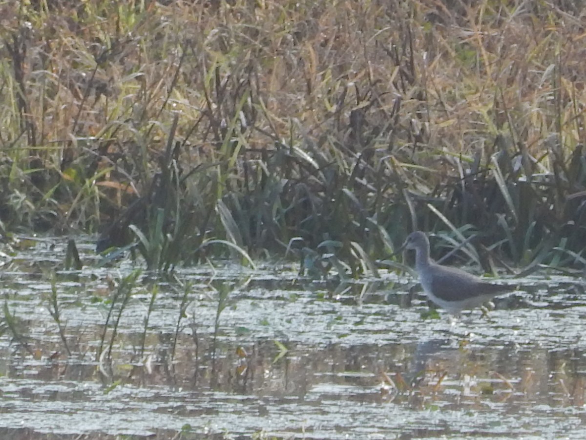 Greater Yellowlegs - ML610756651