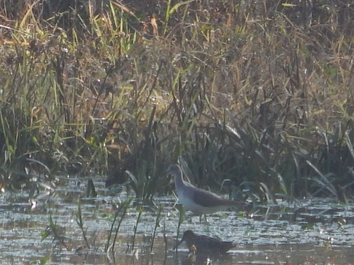 Greater Yellowlegs - ML610756671
