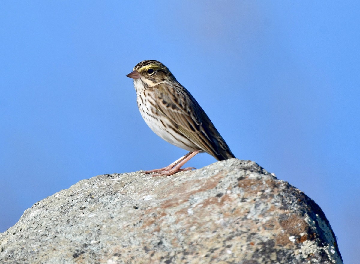 Savannah Sparrow - ML610756714