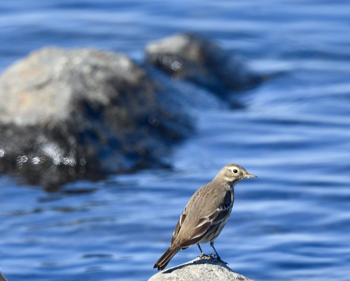 American Pipit - Asya Lesly