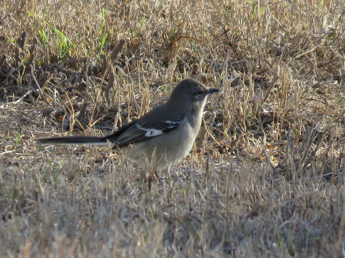 Northern Mockingbird - ML610756900