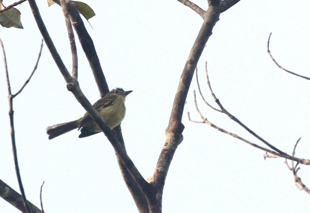 Yellow-margined Flatbill (assimilis Group) - ML610756903