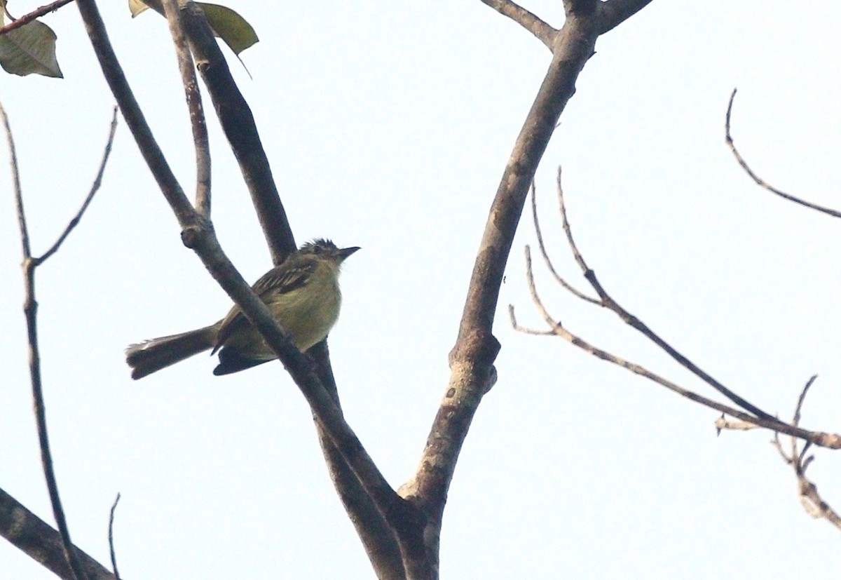 Yellow-margined Flatbill (examinatus) - ML610756903