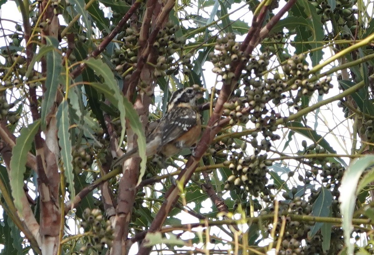 Black-headed Grosbeak - ML610756917