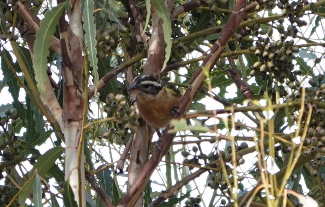 Black-headed Grosbeak - ML610756919