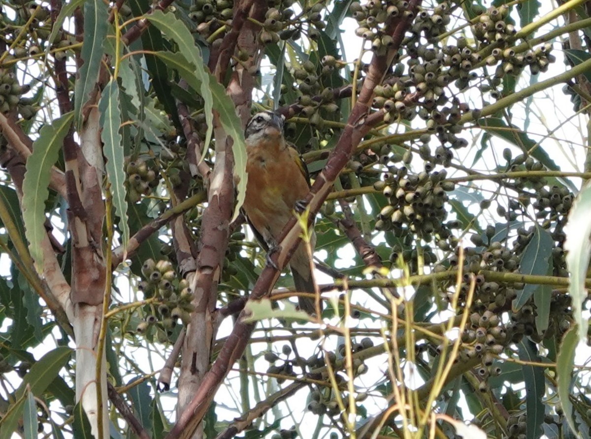 Black-headed Grosbeak - ML610756920