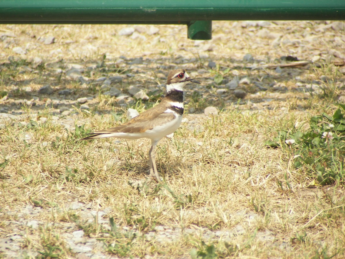 Killdeer - ML610756926