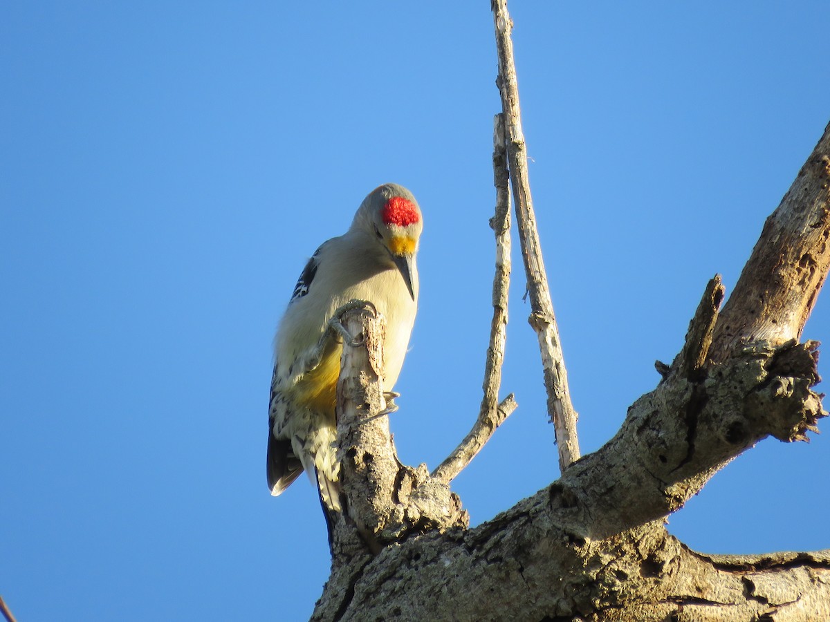 Golden-fronted Woodpecker - ML610757128