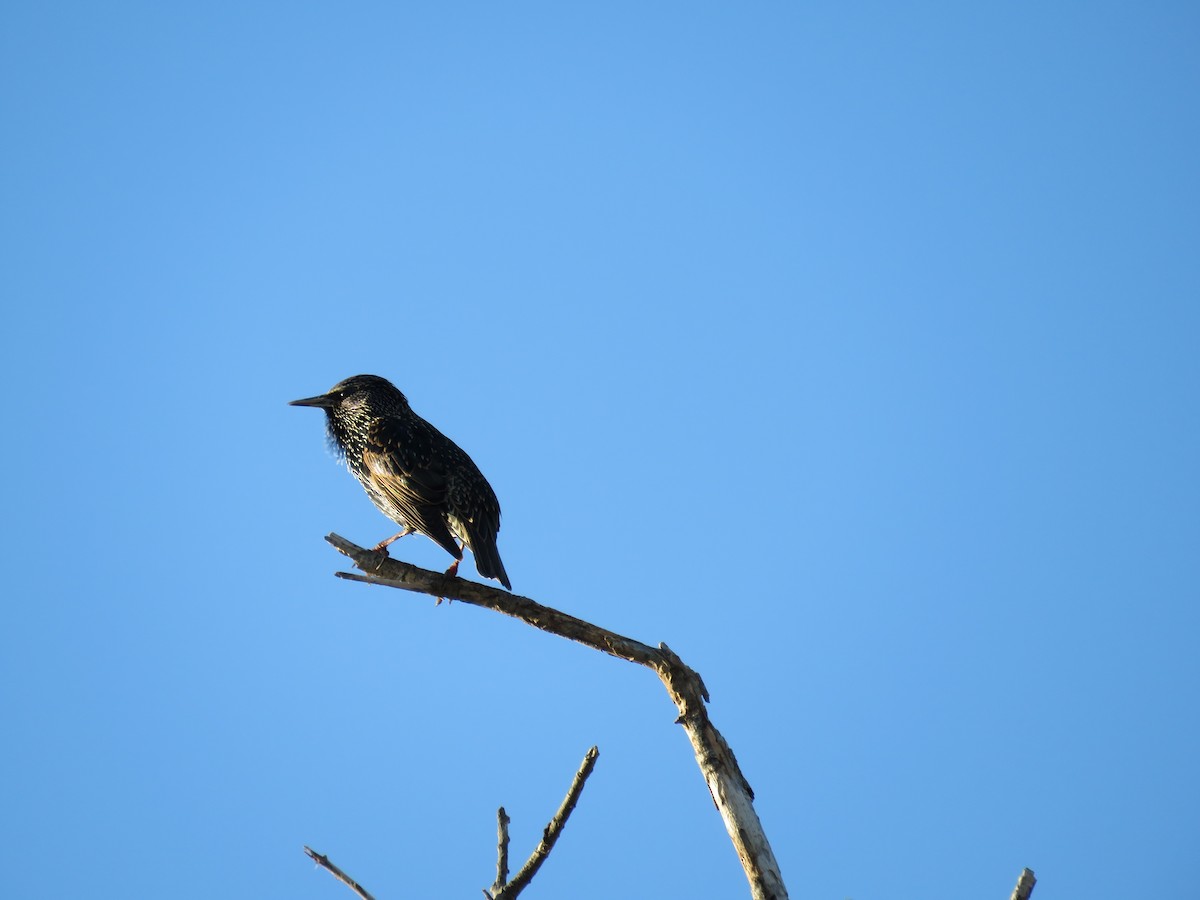 European Starling - ML610757146