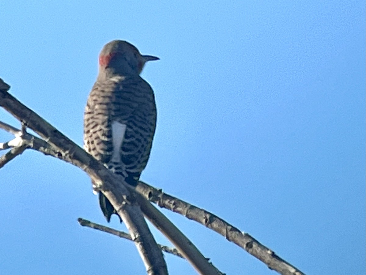 Northern Flicker (Yellow-shafted x Red-shafted) - ML610757178