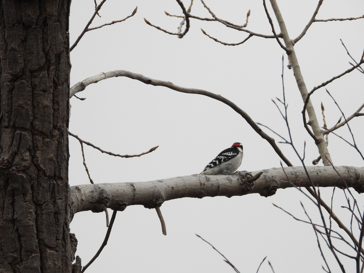 Downy Woodpecker - Jean W. Côté