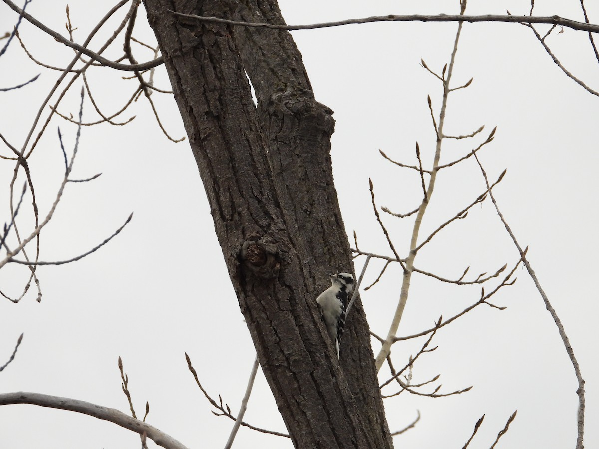 Downy Woodpecker - ML610757257