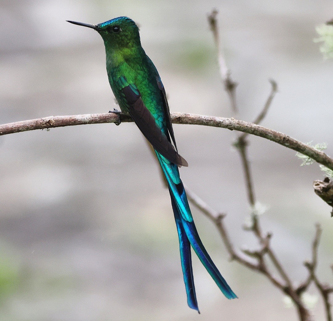 Long-tailed Sylph - ML610757433
