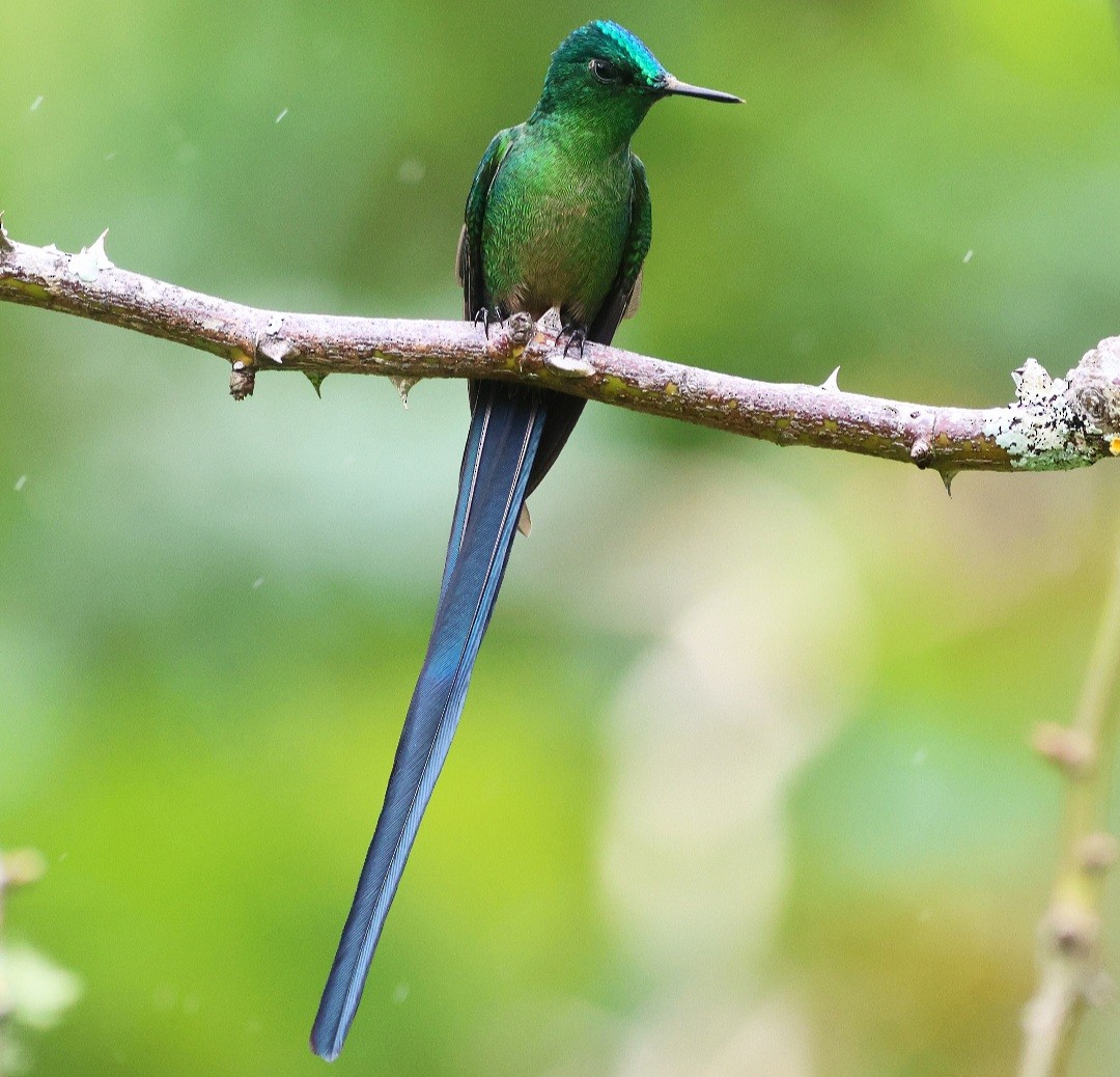 Long-tailed Sylph - ML610757434