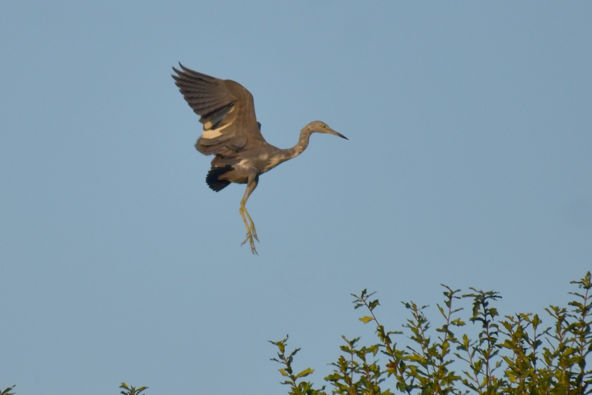 Little Blue Heron - ML610757438