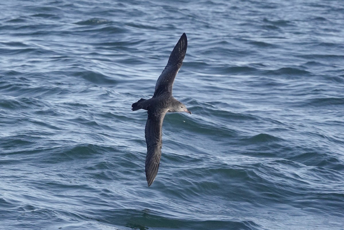 Pink-footed Shearwater - ML610757452