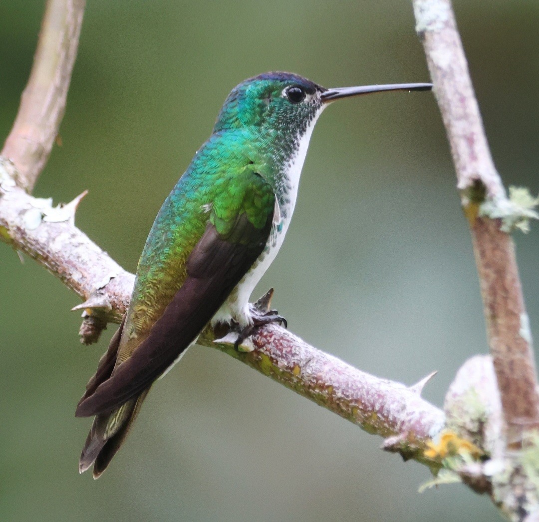Andean Emerald - ML610757489