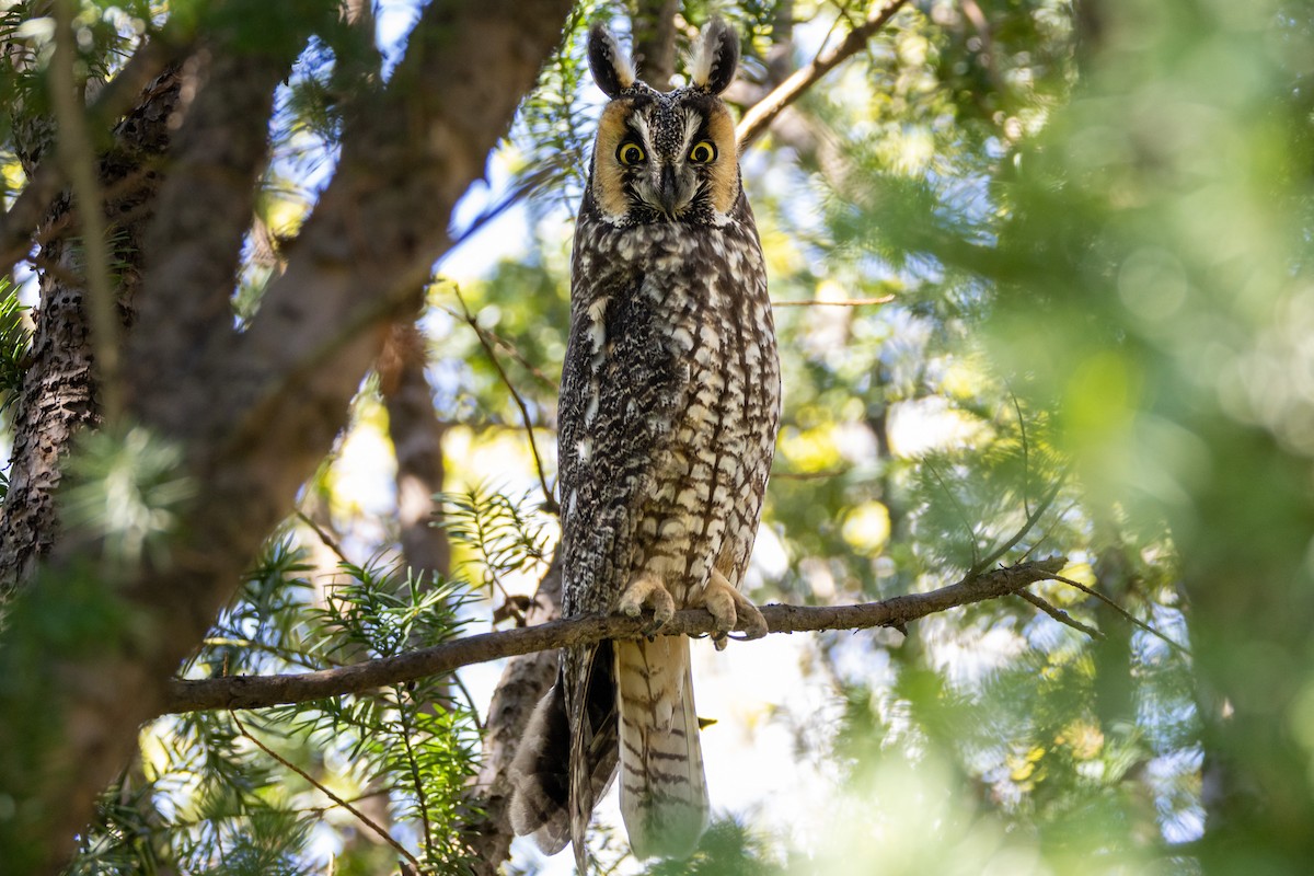 Long-eared Owl - Toby Carlstrom