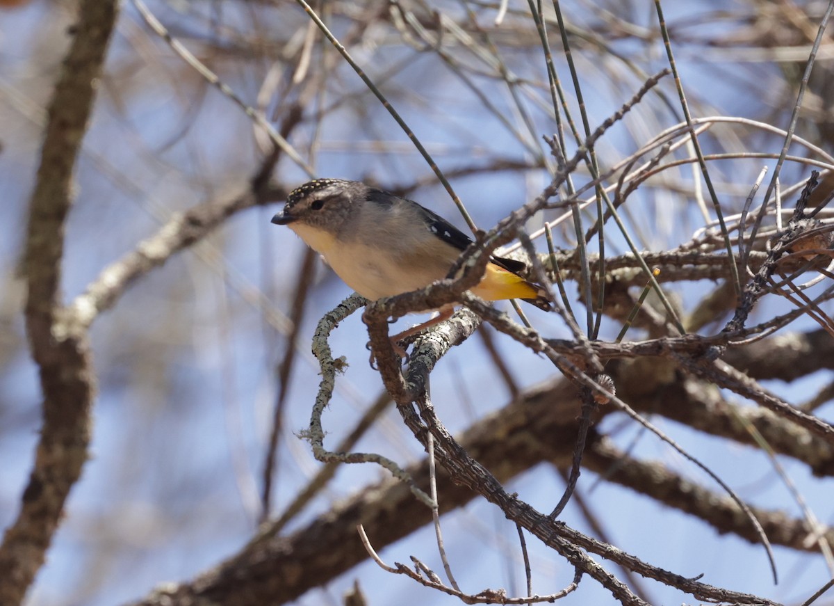 Spotted Pardalote - ML610757525