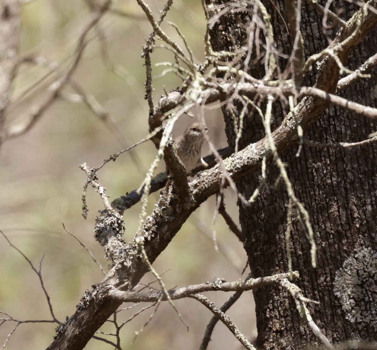 Inland Thornbill - ML610757538