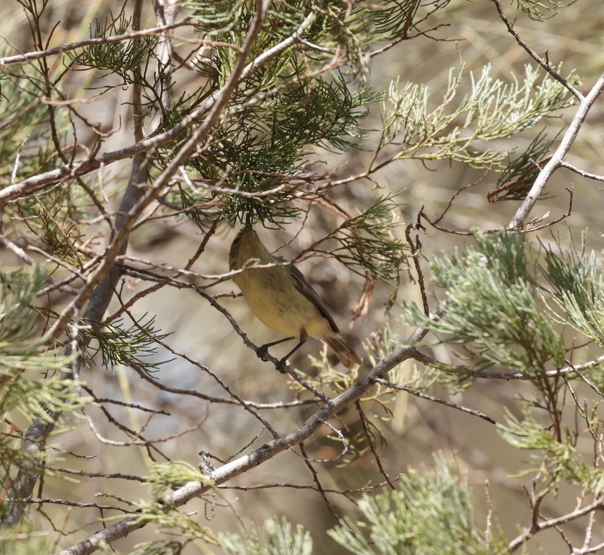 Yellow Thornbill - ML610757543