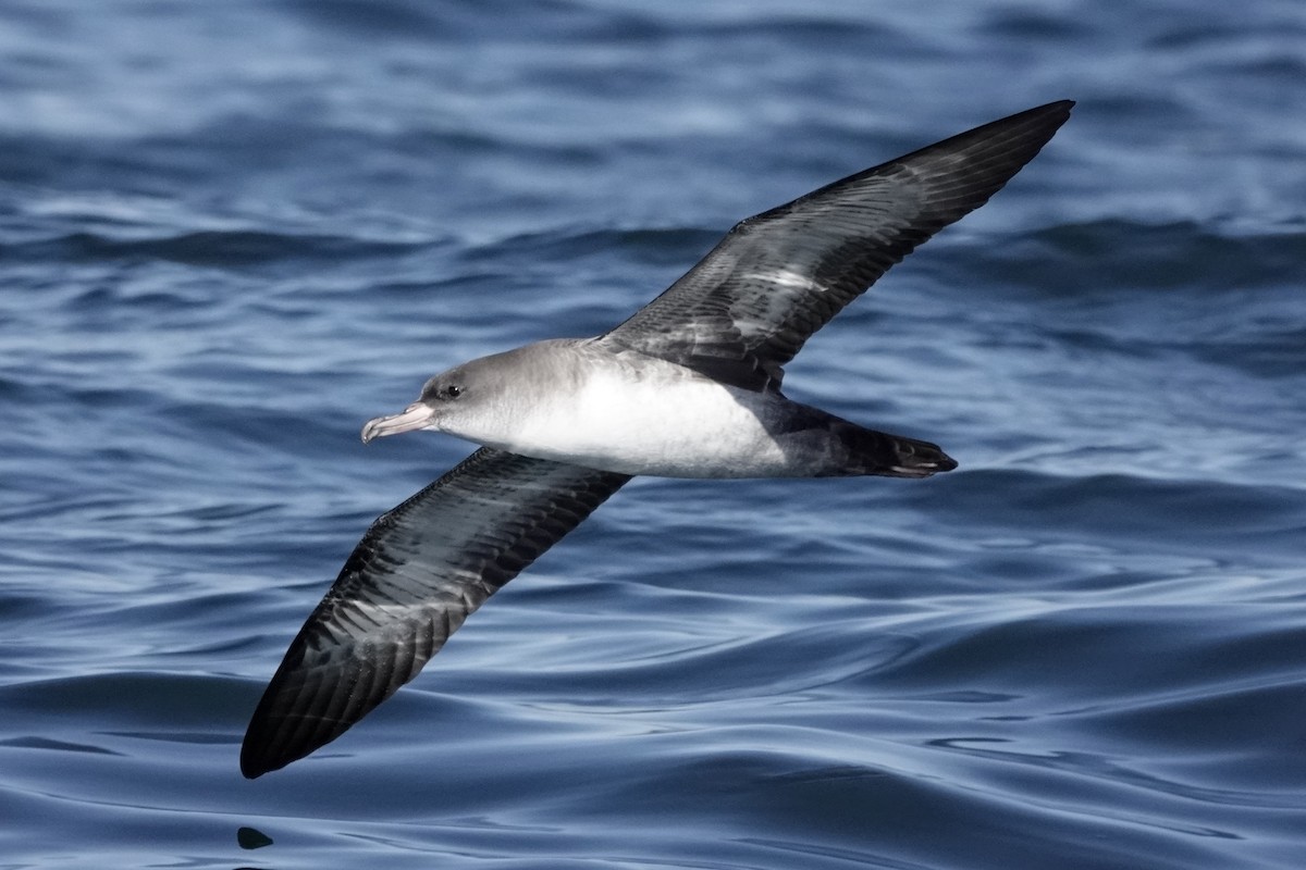 Pink-footed Shearwater - ML610757567