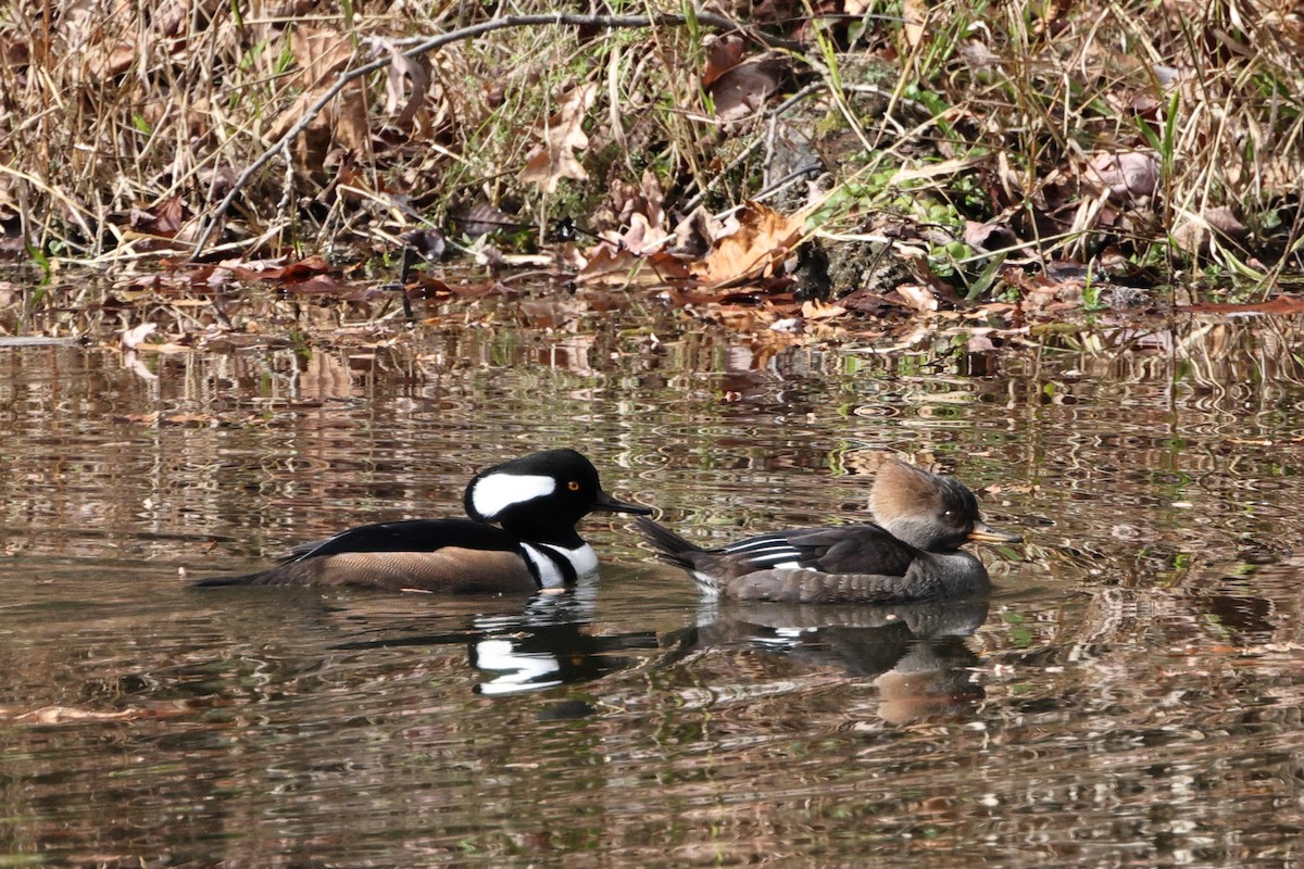 Hooded Merganser - ML610757727