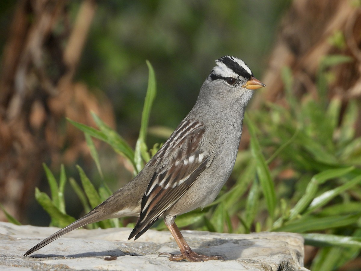 White-crowned Sparrow - ML610757782