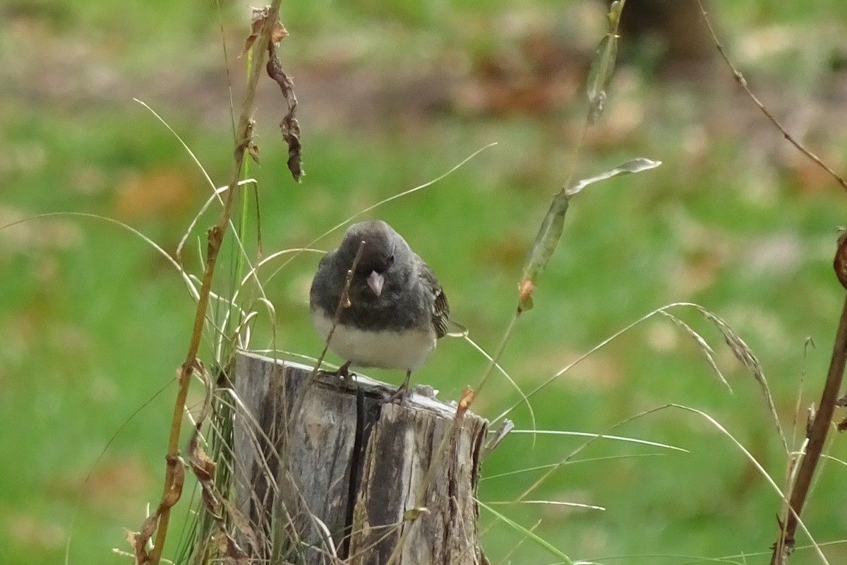 Junco ardoisé - ML610757806