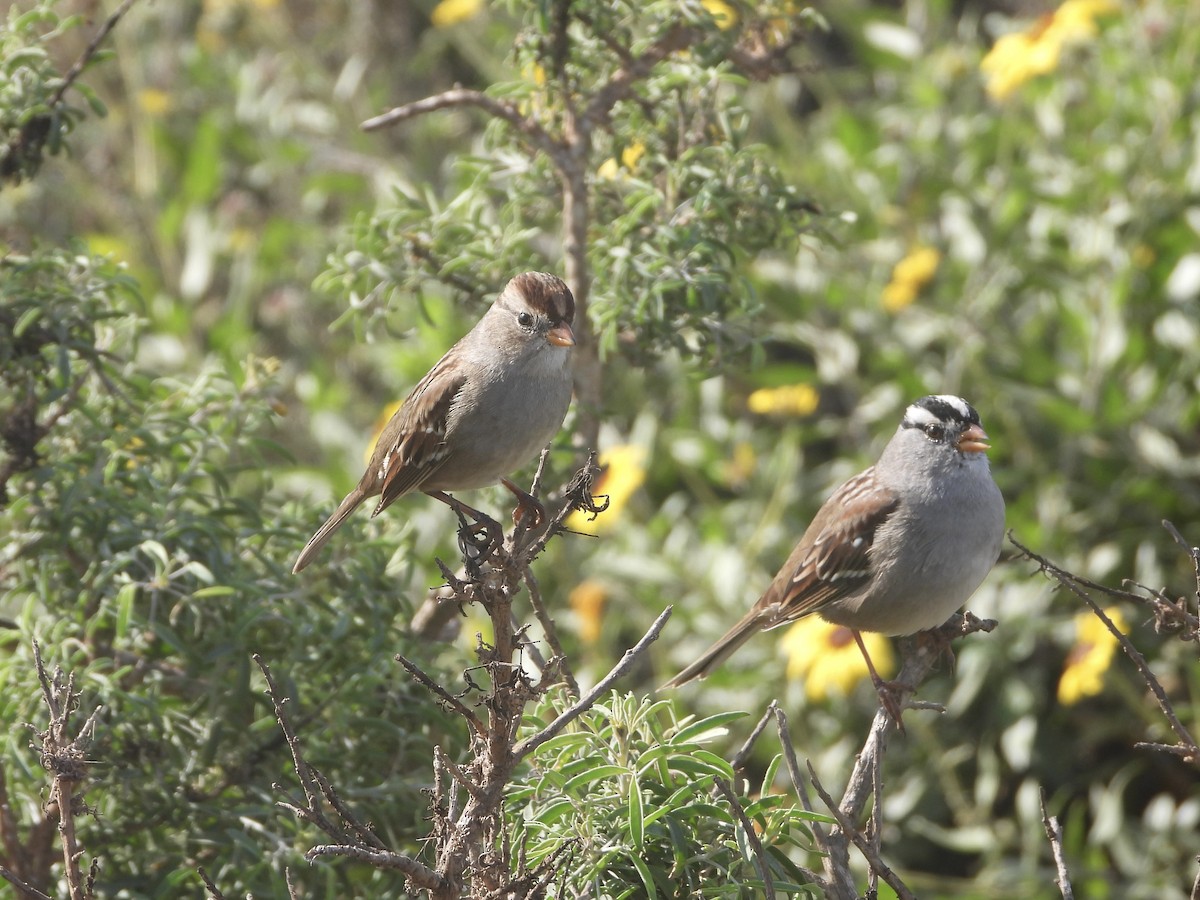 White-crowned Sparrow - ML610757812